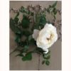 Rose anglaise blanche