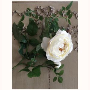 Rose anglaise blanche