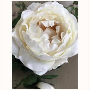 Rose anglaise blanche