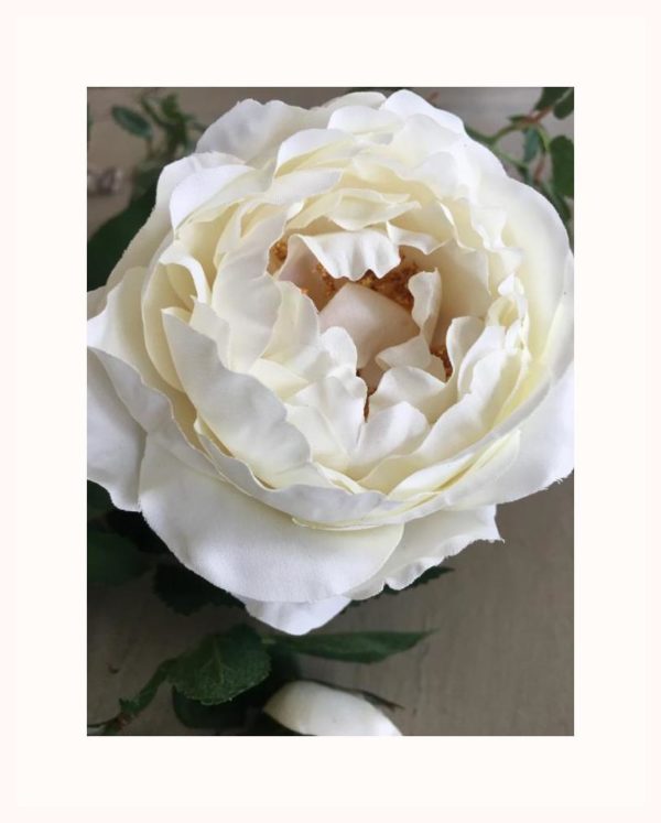 Rose anglaise blanche
