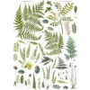 transfert iod fronds botanical