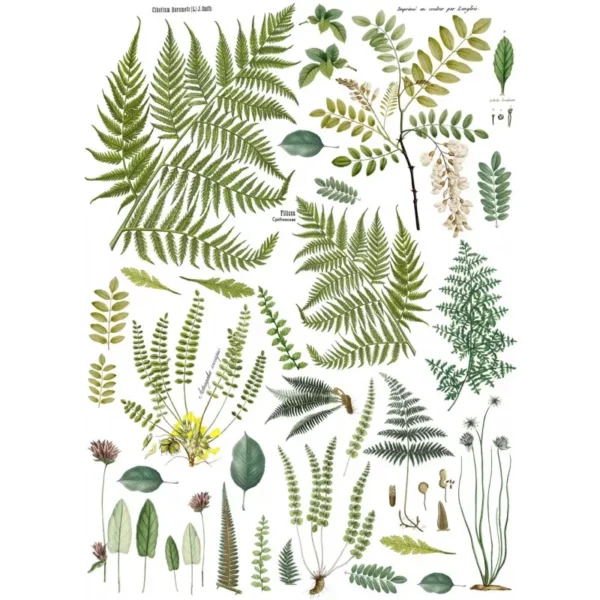 transfert iod fronds botanical